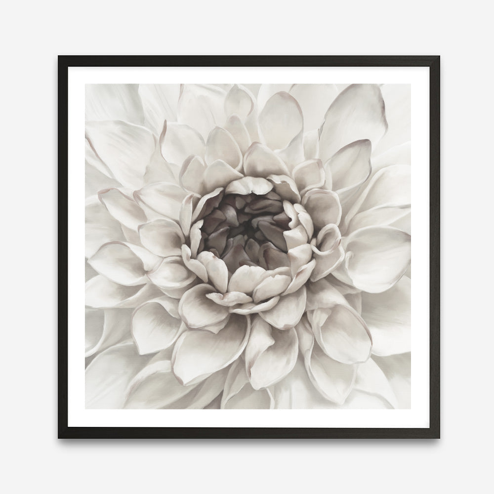 Shop Divine Dahlia III (Square) Art Print a floral themed painted wall art print from The Print Emporium wall artwork collection - Buy Australian made fine art painting style poster and framed prints for the home and your interior decor room, TPE-493-AP