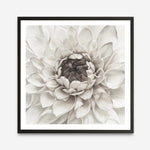 Shop Divine Dahlia III (Square) Art Print a floral themed painted wall art print from The Print Emporium wall artwork collection - Buy Australian made fine art painting style poster and framed prints for the home and your interior decor room, TPE-493-AP