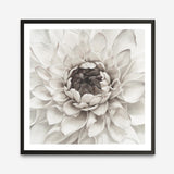 Shop Divine Dahlia III (Square) Art Print a floral themed painted wall art print from The Print Emporium wall artwork collection - Buy Australian made fine art painting style poster and framed prints for the home and your interior decor room, TPE-493-AP