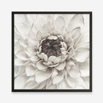 Shop Divine Dahlia III (Square) Art Print a floral themed painted wall art print from The Print Emporium wall artwork collection - Buy Australian made fine art painting style poster and framed prints for the home and your interior decor room, TPE-493-AP