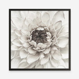 Shop Divine Dahlia III (Square) Art Print a floral themed painted wall art print from The Print Emporium wall artwork collection - Buy Australian made fine art painting style poster and framed prints for the home and your interior decor room, TPE-493-AP