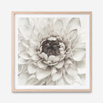 Shop Divine Dahlia III (Square) Art Print a floral themed painted wall art print from The Print Emporium wall artwork collection - Buy Australian made fine art painting style poster and framed prints for the home and your interior decor room, TPE-493-AP