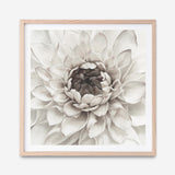 Shop Divine Dahlia III (Square) Art Print a floral themed painted wall art print from The Print Emporium wall artwork collection - Buy Australian made fine art painting style poster and framed prints for the home and your interior decor room, TPE-493-AP