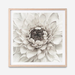 Shop Divine Dahlia III (Square) Art Print a floral themed painted wall art print from The Print Emporium wall artwork collection - Buy Australian made fine art painting style poster and framed prints for the home and your interior decor room, TPE-493-AP