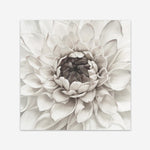 Shop Divine Dahlia III (Square) Art Print a floral themed painted wall art print from The Print Emporium wall artwork collection - Buy Australian made fine art painting style poster and framed prints for the home and your interior decor room, TPE-493-AP