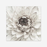 Shop Divine Dahlia III (Square) Art Print a floral themed painted wall art print from The Print Emporium wall artwork collection - Buy Australian made fine art painting style poster and framed prints for the home and your interior decor room, TPE-493-AP