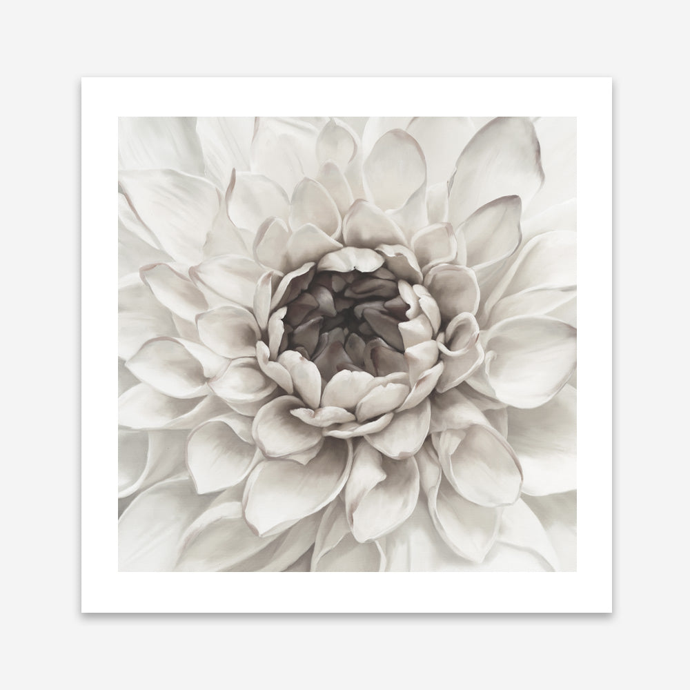Shop Divine Dahlia III (Square) Art Print a floral themed painted wall art print from The Print Emporium wall artwork collection - Buy Australian made fine art painting style poster and framed prints for the home and your interior decor room, TPE-493-AP