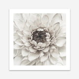 Shop Divine Dahlia III (Square) Art Print a floral themed painted wall art print from The Print Emporium wall artwork collection - Buy Australian made fine art painting style poster and framed prints for the home and your interior decor room, TPE-493-AP