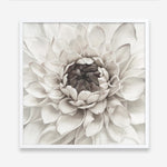 Shop Divine Dahlia III (Square) Art Print a floral themed painted wall art print from The Print Emporium wall artwork collection - Buy Australian made fine art painting style poster and framed prints for the home and your interior decor room, TPE-493-AP