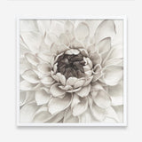 Shop Divine Dahlia III (Square) Art Print a floral themed painted wall art print from The Print Emporium wall artwork collection - Buy Australian made fine art painting style poster and framed prints for the home and your interior decor room, TPE-493-AP