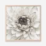 Shop Divine Dahlia III (Square) Art Print a floral themed painted wall art print from The Print Emporium wall artwork collection - Buy Australian made fine art painting style poster and framed prints for the home and your interior decor room, TPE-493-AP