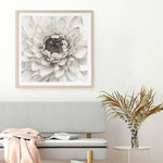 Shop Divine Dahlia III (Square) Art Print a floral themed painted wall art print from The Print Emporium wall artwork collection - Buy Australian made fine art painting style poster and framed prints for the home and your interior decor room, TPE-493-AP