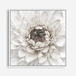 Shop Divine Dahlia III (Square) Canvas Print a floral themed painted framed canvas wall art print from The Print Emporium artwork collection - Buy Australian made fine art painting style stretched canvas prints for the home and your interior decor space, TPE-493-CA-40X40-NF