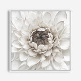 Shop Divine Dahlia III (Square) Canvas Print a floral themed painted framed canvas wall art print from The Print Emporium artwork collection - Buy Australian made fine art painting style stretched canvas prints for the home and your interior decor space, TPE-493-CA-40X40-NF