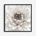 Shop Divine Dahlia III (Square) Canvas Print a floral themed painted framed canvas wall art print from The Print Emporium artwork collection - Buy Australian made fine art painting style stretched canvas prints for the home and your interior decor space, TPE-493-CA-40X40-NF