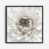 Shop Divine Dahlia III (Square) Canvas Print a floral themed painted framed canvas wall art print from The Print Emporium artwork collection - Buy Australian made fine art painting style stretched canvas prints for the home and your interior decor space, TPE-493-CA-40X40-NF