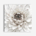 Shop Divine Dahlia III (Square) Canvas Print a floral themed painted framed canvas wall art print from The Print Emporium artwork collection - Buy Australian made fine art painting style stretched canvas prints for the home and your interior decor space, TPE-493-CA-40X40-NF