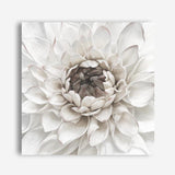 Shop Divine Dahlia III (Square) Canvas Print a floral themed painted framed canvas wall art print from The Print Emporium artwork collection - Buy Australian made fine art painting style stretched canvas prints for the home and your interior decor space, TPE-493-CA-40X40-NF