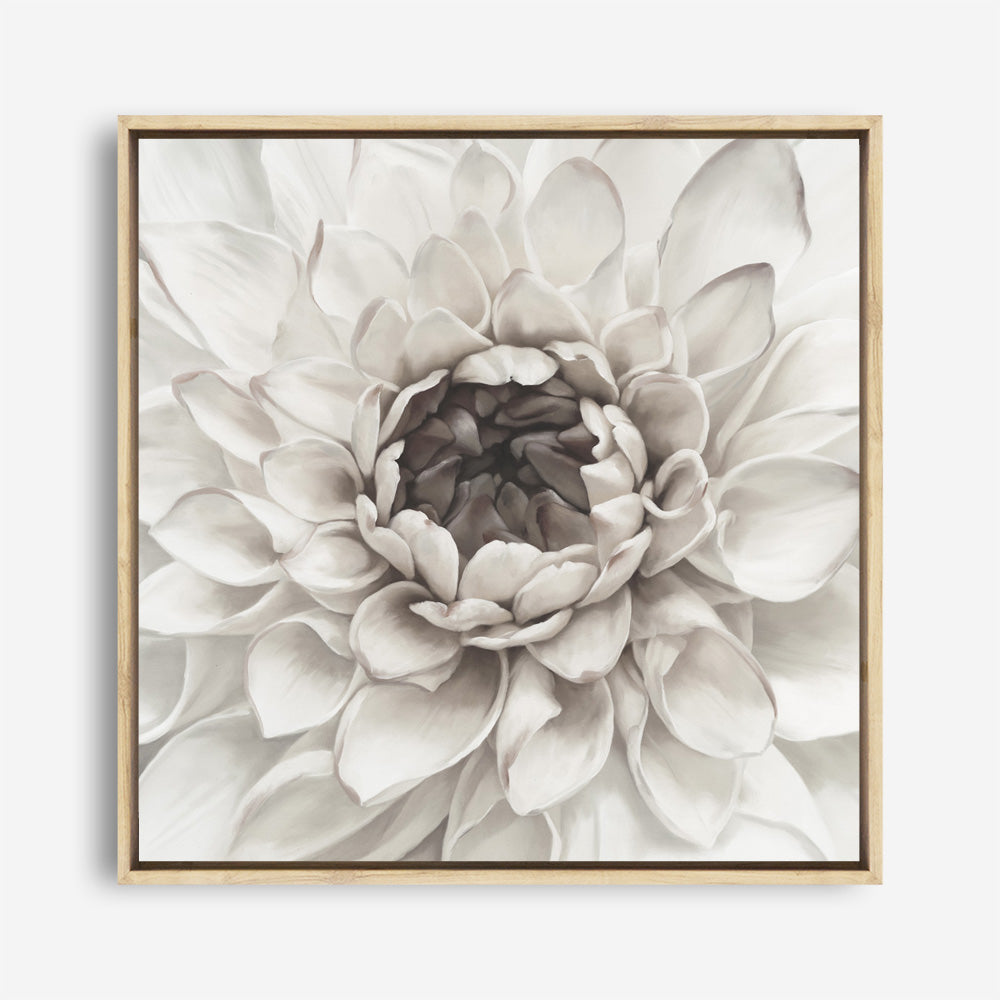 Shop Divine Dahlia III (Square) Canvas Print a floral themed painted framed canvas wall art print from The Print Emporium artwork collection - Buy Australian made fine art painting style stretched canvas prints for the home and your interior decor space, TPE-493-CA-40X40-NF