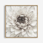 Shop Divine Dahlia III (Square) Canvas Print a floral themed painted framed canvas wall art print from The Print Emporium artwork collection - Buy Australian made fine art painting style stretched canvas prints for the home and your interior decor space, TPE-493-CA-40X40-NF