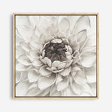 Shop Divine Dahlia III (Square) Canvas Print a floral themed painted framed canvas wall art print from The Print Emporium artwork collection - Buy Australian made fine art painting style stretched canvas prints for the home and your interior decor space, TPE-493-CA-40X40-NF