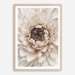 Shop Divine Dahlia IV Art Print a floral themed painted wall art print from The Print Emporium wall artwork collection - Buy Australian made fine art painting style poster and framed prints for the home and your interior decor room, TPE-495-AP