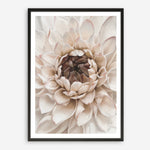 Shop Divine Dahlia IV Art Print a floral themed painted wall art print from The Print Emporium wall artwork collection - Buy Australian made fine art painting style poster and framed prints for the home and your interior decor room, TPE-495-AP