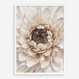 Shop Divine Dahlia IV Art Print a floral themed painted wall art print from The Print Emporium wall artwork collection - Buy Australian made fine art painting style poster and framed prints for the home and your interior decor room, TPE-495-AP