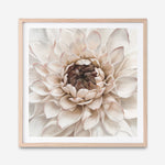 Shop Divine Dahlia IV (Square) Art Print a floral themed painted wall art print from The Print Emporium wall artwork collection - Buy Australian made fine art painting style poster and framed prints for the home and your interior decor room, TPE-496-AP