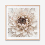 Shop Divine Dahlia IV (Square) Art Print a floral themed painted wall art print from The Print Emporium wall artwork collection - Buy Australian made fine art painting style poster and framed prints for the home and your interior decor room, TPE-496-AP