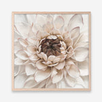 Shop Divine Dahlia IV (Square) Art Print a floral themed painted wall art print from The Print Emporium wall artwork collection - Buy Australian made fine art painting style poster and framed prints for the home and your interior decor room, TPE-496-AP