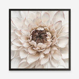 Shop Divine Dahlia IV (Square) Art Print a floral themed painted wall art print from The Print Emporium wall artwork collection - Buy Australian made fine art painting style poster and framed prints for the home and your interior decor room, TPE-496-AP