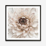 Shop Divine Dahlia IV (Square) Art Print a floral themed painted wall art print from The Print Emporium wall artwork collection - Buy Australian made fine art painting style poster and framed prints for the home and your interior decor room, TPE-496-AP