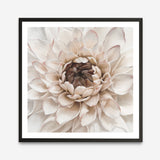 Shop Divine Dahlia IV (Square) Art Print a floral themed painted wall art print from The Print Emporium wall artwork collection - Buy Australian made fine art painting style poster and framed prints for the home and your interior decor room, TPE-496-AP
