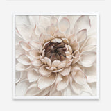 Shop Divine Dahlia IV (Square) Art Print a floral themed painted wall art print from The Print Emporium wall artwork collection - Buy Australian made fine art painting style poster and framed prints for the home and your interior decor room, TPE-496-AP