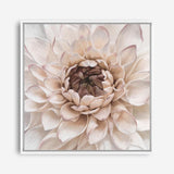 Shop Divine Dahlia IV (Square) Canvas Print a floral themed painted framed canvas wall art print from The Print Emporium artwork collection - Buy Australian made fine art painting style stretched canvas prints for the home and your interior decor space, TPE-496-CA-40X40-NF