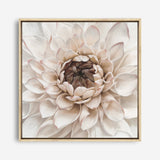 Shop Divine Dahlia IV (Square) Canvas Print a floral themed painted framed canvas wall art print from The Print Emporium artwork collection - Buy Australian made fine art painting style stretched canvas prints for the home and your interior decor space, TPE-496-CA-40X40-NF