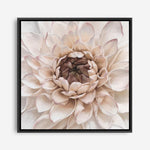 Shop Divine Dahlia IV (Square) Canvas Print a floral themed painted framed canvas wall art print from The Print Emporium artwork collection - Buy Australian made fine art painting style stretched canvas prints for the home and your interior decor space, TPE-496-CA-40X40-NF