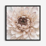 Shop Divine Dahlia IV (Square) Canvas Print a floral themed painted framed canvas wall art print from The Print Emporium artwork collection - Buy Australian made fine art painting style stretched canvas prints for the home and your interior decor space, TPE-496-CA-40X40-NF