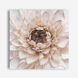 Shop Divine Dahlia IV (Square) Canvas Print a floral themed painted framed canvas wall art print from The Print Emporium artwork collection - Buy Australian made fine art painting style stretched canvas prints for the home and your interior decor space, TPE-496-CA-40X40-NF