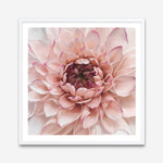 Shop Divine Dahlia (Square) Art Print a floral themed painted wall art print from The Print Emporium wall artwork collection - Buy Australian made fine art painting style poster and framed prints for the home and your interior decor room, TPE-205-AP