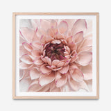 Shop Divine Dahlia (Square) Art Print a floral themed painted wall art print from The Print Emporium wall artwork collection - Buy Australian made fine art painting style poster and framed prints for the home and your interior decor room, TPE-205-AP