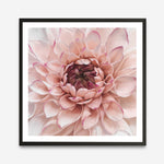Shop Divine Dahlia (Square) Art Print a floral themed painted wall art print from The Print Emporium wall artwork collection - Buy Australian made fine art painting style poster and framed prints for the home and your interior decor room, TPE-205-AP