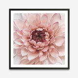 Shop Divine Dahlia (Square) Art Print a floral themed painted wall art print from The Print Emporium wall artwork collection - Buy Australian made fine art painting style poster and framed prints for the home and your interior decor room, TPE-205-AP