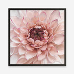 Shop Divine Dahlia (Square) Art Print a floral themed painted wall art print from The Print Emporium wall artwork collection - Buy Australian made fine art painting style poster and framed prints for the home and your interior decor room, TPE-205-AP