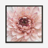 Shop Divine Dahlia (Square) Art Print a floral themed painted wall art print from The Print Emporium wall artwork collection - Buy Australian made fine art painting style poster and framed prints for the home and your interior decor room, TPE-205-AP