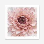 Shop Divine Dahlia (Square) Art Print a floral themed painted wall art print from The Print Emporium wall artwork collection - Buy Australian made fine art painting style poster and framed prints for the home and your interior decor room, TPE-205-AP