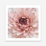 Shop Divine Dahlia (Square) Art Print a floral themed painted wall art print from The Print Emporium wall artwork collection - Buy Australian made fine art painting style poster and framed prints for the home and your interior decor room, TPE-205-AP