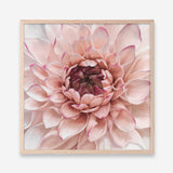 Shop Divine Dahlia (Square) Art Print a floral themed painted wall art print from The Print Emporium wall artwork collection - Buy Australian made fine art painting style poster and framed prints for the home and your interior decor room, TPE-205-AP