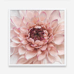 Shop Divine Dahlia (Square) Art Print a floral themed painted wall art print from The Print Emporium wall artwork collection - Buy Australian made fine art painting style poster and framed prints for the home and your interior decor room, TPE-205-AP